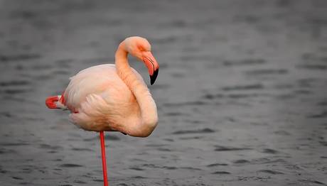 Flamingolar neden tek ayakları üzerinde durur? 