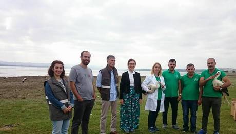 Tedavi Edilen Leylekler