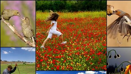 Orman Mühendisleri Odası Fotoğraf Yarışması – II  Sonuçlandı