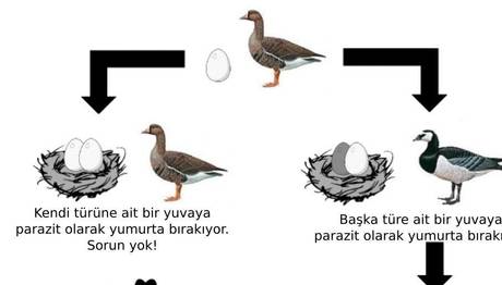 Örnek haber adı gelecek.
