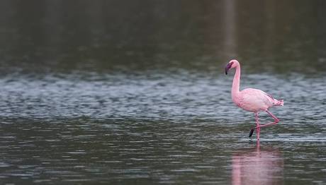 İzmirin Flamingolarına Afrikadan Destek