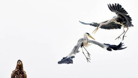 2017 National Geographic Yılın Doğa Fotoğrafçısı Yarışması