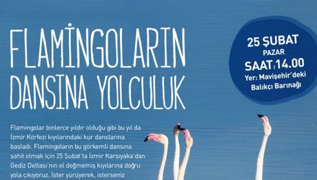 Flamingoların Dansına Yolculuk