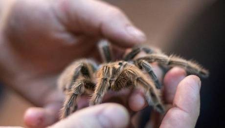 40 Bin Canlı Hayvan Gümrüğe Takıldı