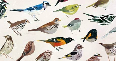 Audubon'un Kuş Sesi Uygulaması 