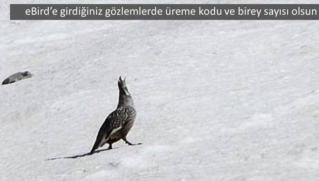 2018 yılı üreme dönemi başladı!