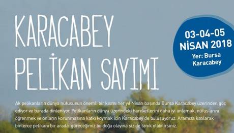 Karacabey Pelikan Sayımı