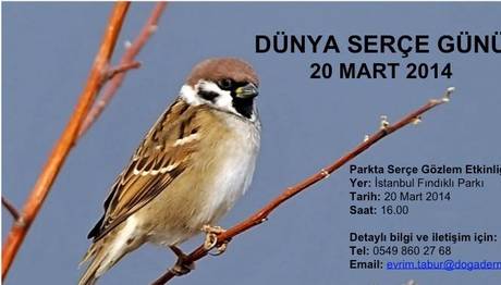 Bugün 20 Mart Dünya Serçe Günü!