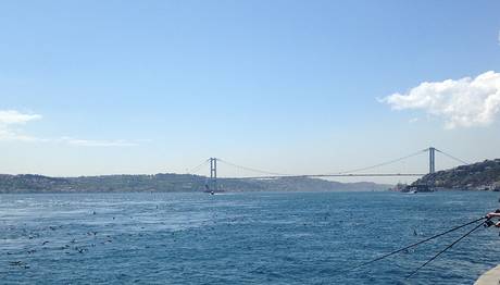 İstanbul Boğazı'nda Yelkovan Bolluğu Üzücü Durumda