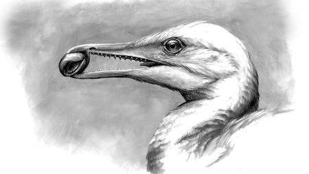 Gagalı ve dişli fosil hem dinozor hem de kuş izleri taşıyor 