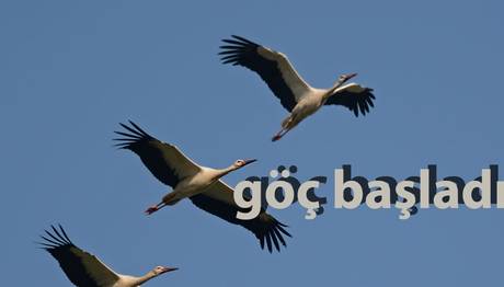 SONBAHAR GÖÇÜ BAŞLADI