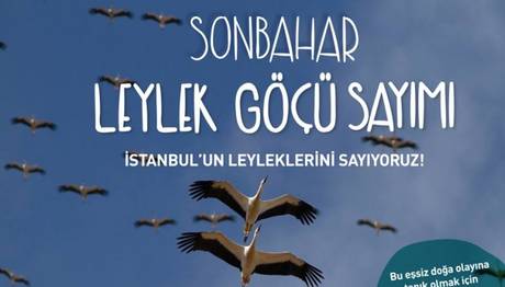 İstanbulun leyleklerini sayıyoruz!