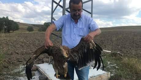Yavru Şah Kartalın Sonu
