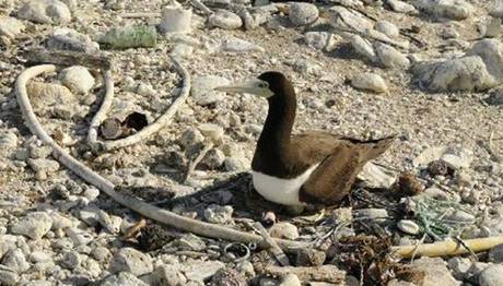 Pasifikteki Deniz Kuşları Yuva Yapmak İçin Plastik Kullanıyor