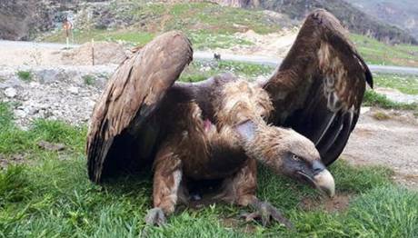 Çukurca'da yaralı halde bulunan kızıl akbaba tedaviye alındı
