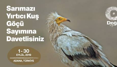 Sarımazı Yırtıcı Kuş Göçü Sayımı