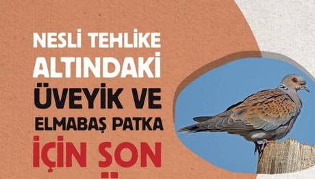 Nesli Tehlike Altındaki Kuşlar İçin Son 3 Gün!