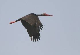 KARALEYLEK TÜR SAYFASI DÜZENLENİYOR