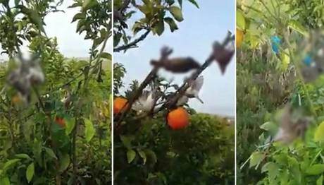 Örnek haber adı gelecek.