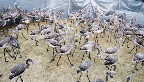 Yavru flamingolar halkalandı