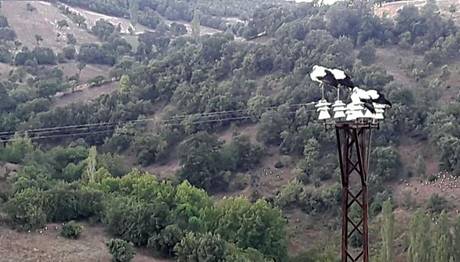 Balıkesir'de leylekler ölmesin diye 12 saat elektrikler kesildi