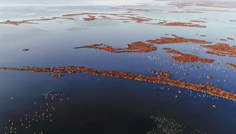 Gediz Deltasında yaşam yeni türlere yuva oluyor