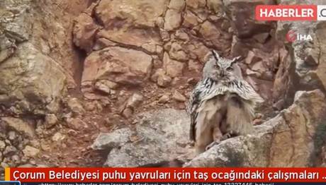 Çorum Belediyesi Puhu Yavruları İçin Taş Ocağındaki Çalışmaları Durdurdu