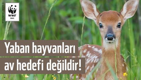 Örnek haber adı gelecek.