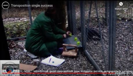 Genel Zeka Testinde, Genç Kuzgunlar Yetişkin Şempanzelerle Yarışıyor