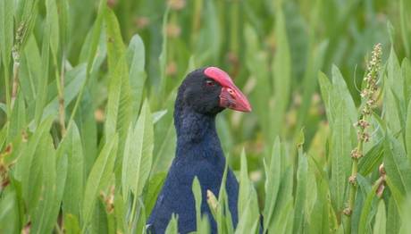 eBird Gözlemleri 1 Milyara Ulaştı