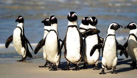 Güney Afrika'da tehlike altındaki penguenlere arı sürüsü saldırdı: 63 ölü