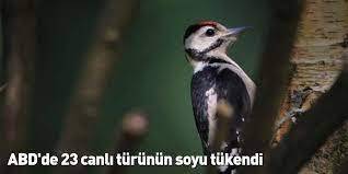 Örnek haber adı gelecek.