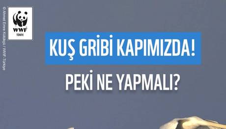 Kuş Gribi Nedir? Nasıl Önlenir?