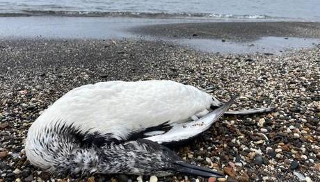 Sinop'ta çok sayıda kara gerdanlı dalgıç kuşu ölüsü kıyıya vurdu