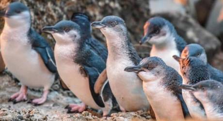 Okyanus sıcaklığına bağlı besin yetersizliğinden yüzlerce bebek penguen öldü