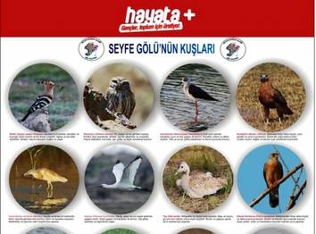 SEYFE GÖLÜ SU ŞENLİĞİ