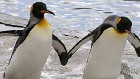 Penguenimiz yok ama....