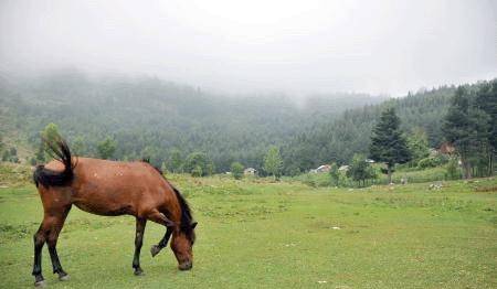 Yakın yerlerde kuş gözlem ve doğa keşfi...