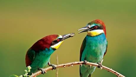 Üyelerimizin Fotoğrafları National Geographic Türkiye'de
