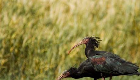 National Geographic ve kuş fotoğrafları...