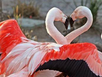 Flamingolara kuluçka adası...