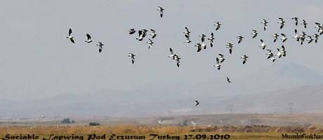 Üyemiz BirdLife International sitesinde