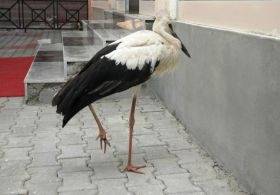 Örnek haber adı gelecek.