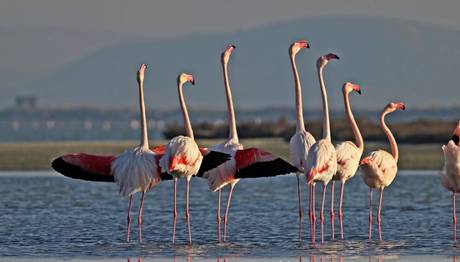 Dünyanın üçüncü büyük Flamingo adası İzmir de...