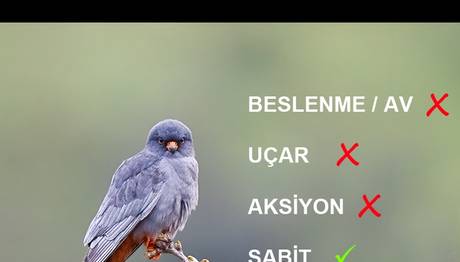 Örnek haber adı gelecek.