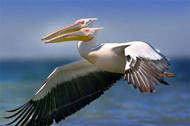 Çift başlı Pelikan?