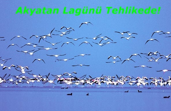 adana-karatasta-bulunan-akyatan-lagunu-yok-olma-tehlikesi-ile-karsi-karsiya