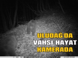 uludagda-vahsi-hayat-kamerada