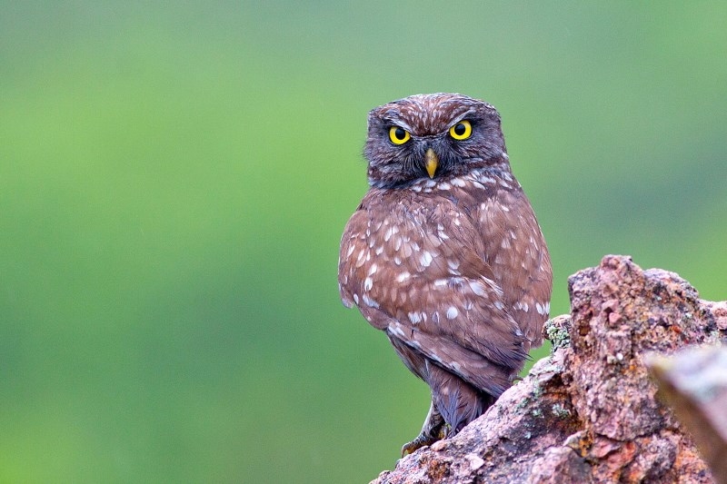 gebze-nin-yaban-hayati-fotograf-sergisi