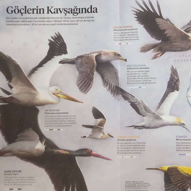 goclerin-kavsaginda